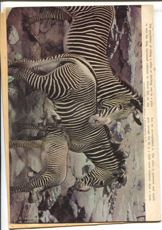 Tarzan #30  1952 - Dell  -VG/FN - Comic Book