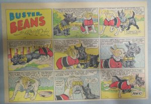 Buster Beans Dog Comic Strip ! by Robt. L Dickey ?/1936 Size: 11 x 15 inches