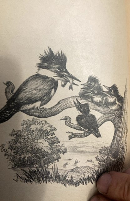 Little rascal, north, 1969 scholastic book