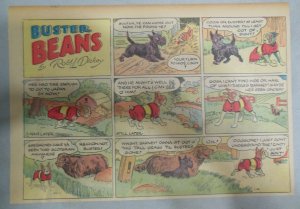 Buster Beans Dog Comic Strip ! by Robt. L Dickey ?/1936 Size: 11 x 15 inches