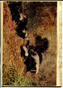 Indian Chief #8  1952 - Dell  -FR/G - Comic Book