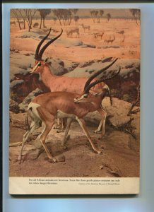 TARZAN'S JUNGLE ANNUAL #4  1955-DELL-EDGAR RICE BURROUGHS-VG+