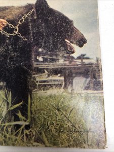 Gentle Ben (1968) # 1 Dell Comics • Silver Age • Ivan Tors’ • Danger •Excitement