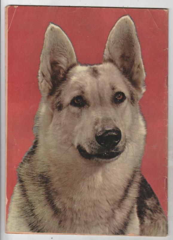 Four Color #476 (Jul-53) VG+ Affordable-Grade Rin Tin Tin