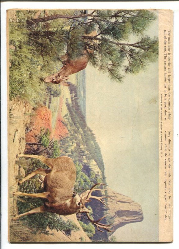 Cisco Kid #7  1952 - Dell  -VG - Comic Book