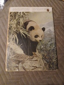 TARZAN 26~DELL COMIC~NOV 1951~LEX BARKER PHOTO COVER~EDGAR RICE BURROUGHS Jungle