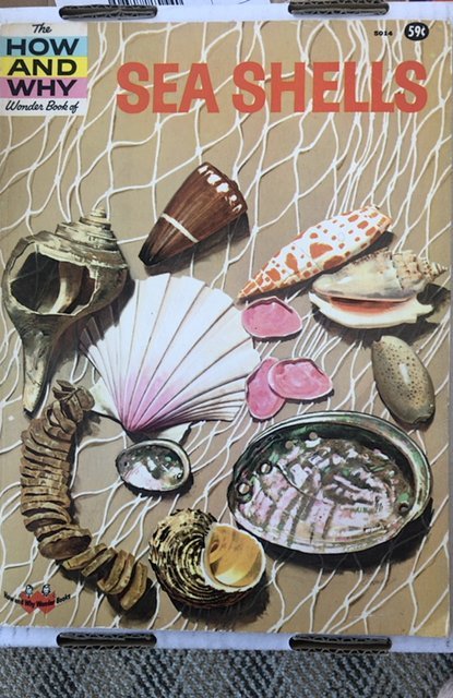 The how and why wonder book of seashells, 1961,mint