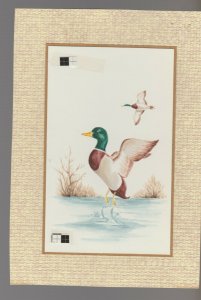 FATHERS DAY Mallard Duck Taking Flight Flying 5.5x8 Greeting Card Art #FD704