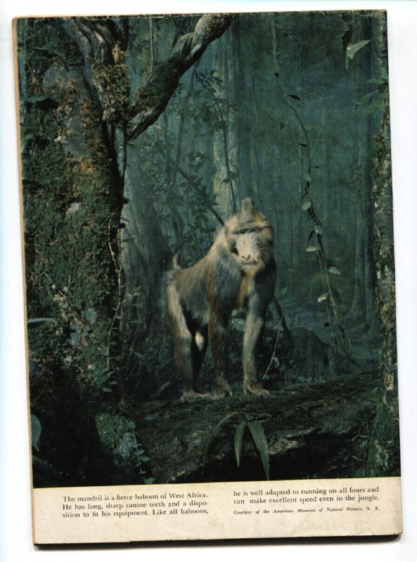 Tarzan #25  1951 - Dell  -VG+ - Comic Book