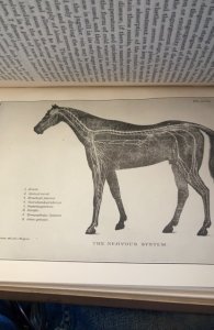 Diseases of the horse, 1923, 629p