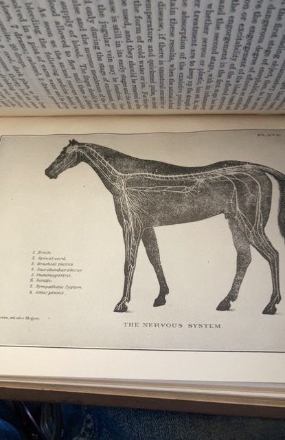 Diseases of the horse, 1923, 629p