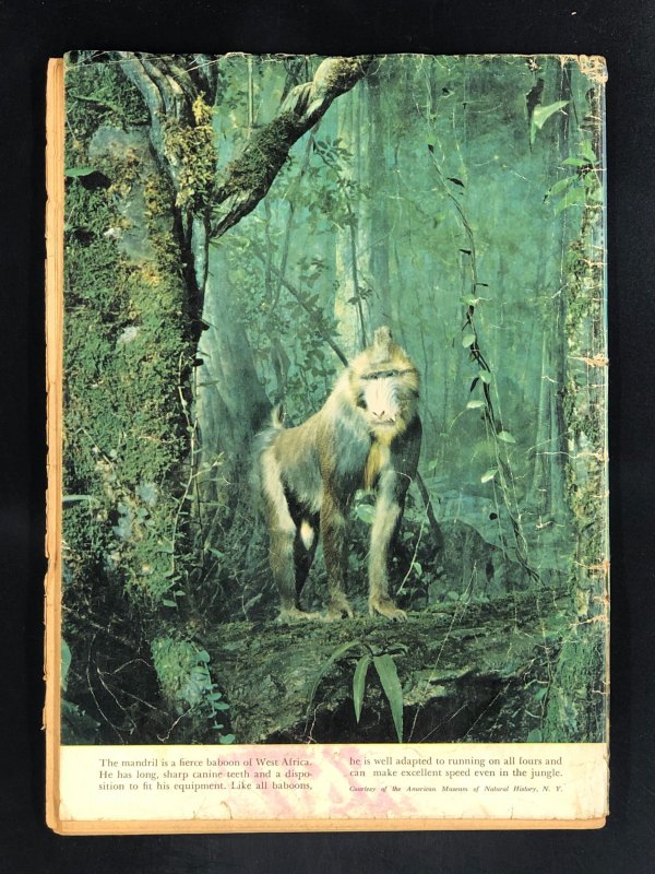 Edgar Rice Burroughs' Tarzan #25 (1951)