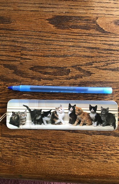 Kittens… creased taped