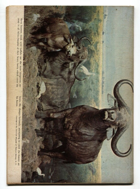 TARZAN # 24 1951 DELL EDGAR RICE BURROUGHS FN+