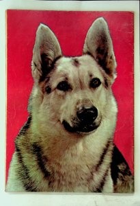 Four Color #476 - Rin Tin Tin (1953, Dell) - Good+