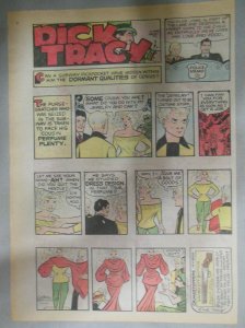 Dick Tracy Sunday Page by Chester Gould from 7/17/1977 Size: 11 x 15 inches
