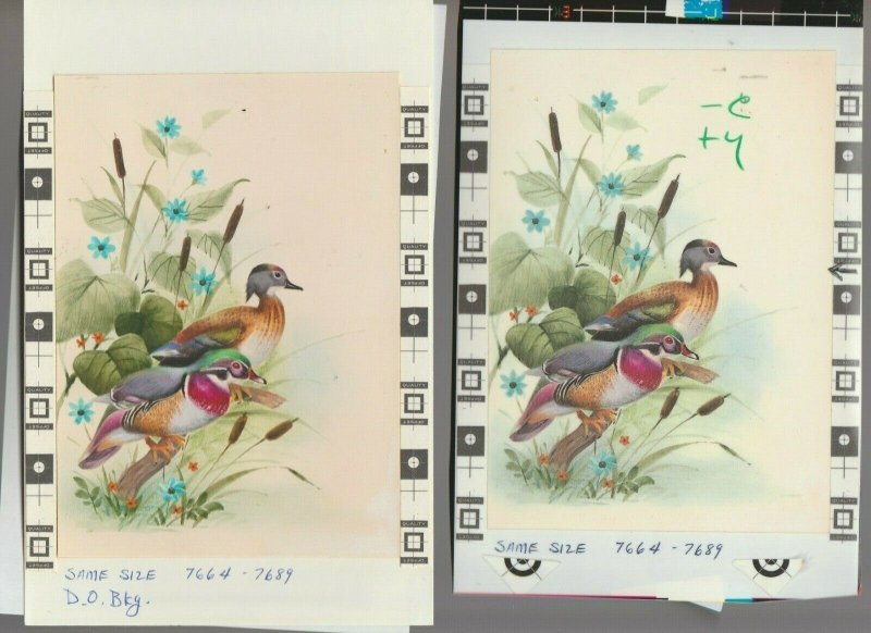 FATHERS DAY Painted Mallard Ducks w/ Cattails 5.5x8.5 Greeting Card Art #7689