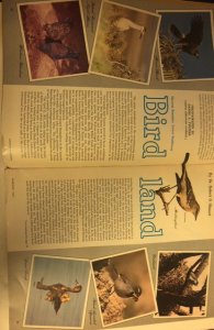 Bird Land 24 glorious pages of birds in AZ hiways Mag!