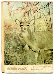 Cisco Kid #6 1951- Dell Golden Age Western VG-