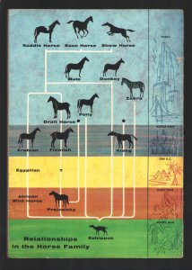 Treasury of Horses #1  1955 - Dell  -VG - Comic Book