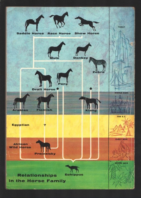 Treasury of Horses #1  1955 - Dell  -VG - Comic Book