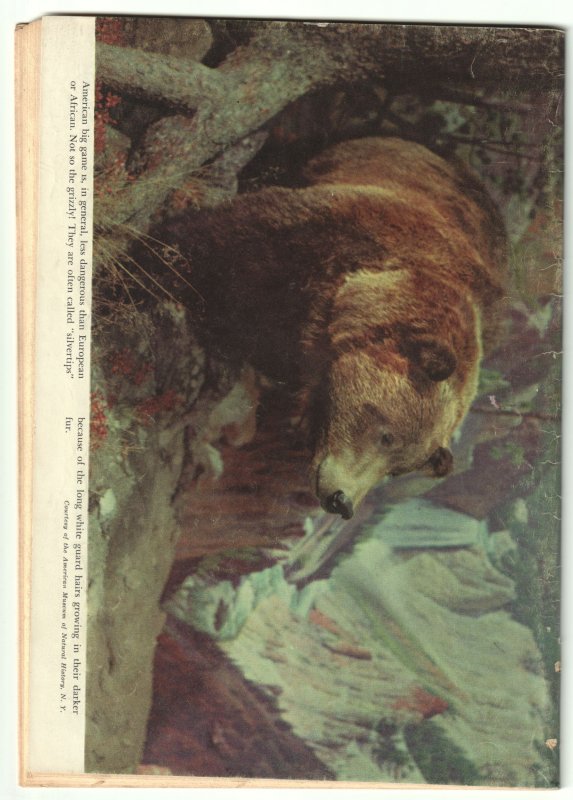 Four Color #333 (1951) Zane Grey's Wilderness Trek