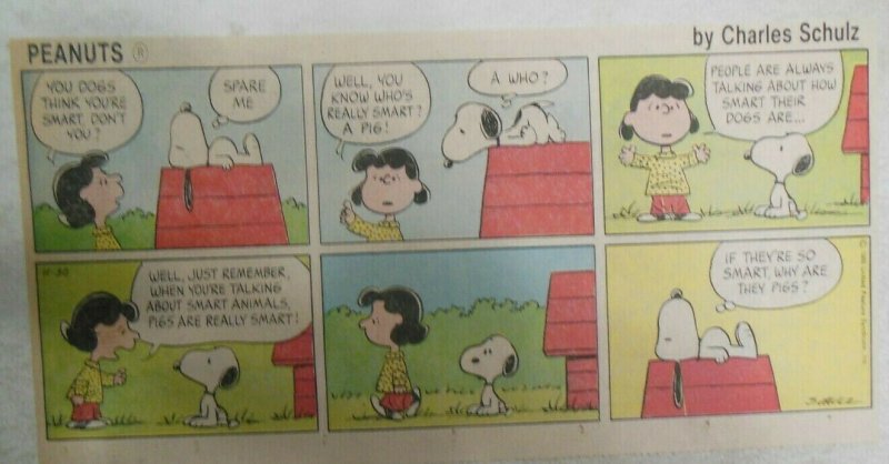 (49) Peanuts Sunday Pages by Charles Schulz from 1980 Size: ~7.5 x 14 inches  