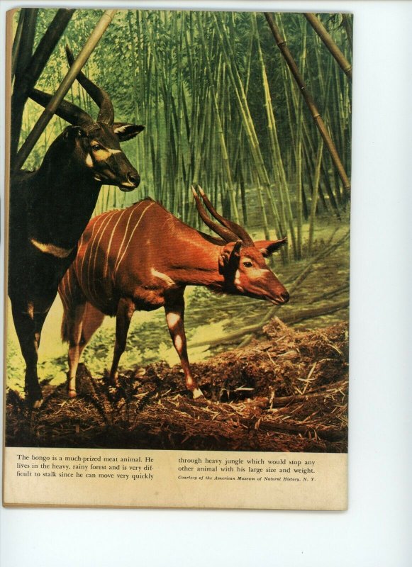 Tarzan #22 (1949) - 6.0 FN *Lex Barker Cover*