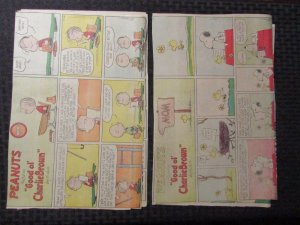 1977 PEANUTS Featuring Charlie Brown Sunday 1/2 pg. Comic Strip LOT of 8 VG (CC)