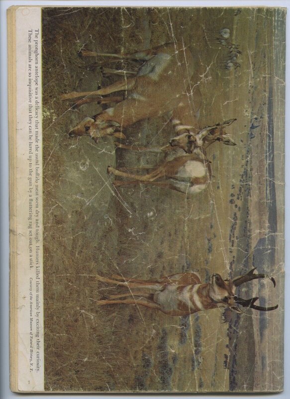 LONE RANGER #36 - Dell - Animal photo back cover begins