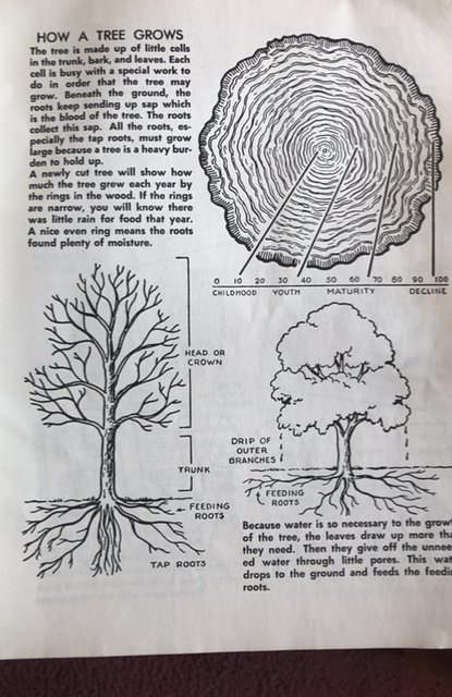 Trees of the United States, 1951,20 types are detailed