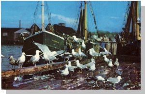 Cape Ann, Massachusetts/MA Postcard, Seagulls/Boat/Dock, Cape Cod