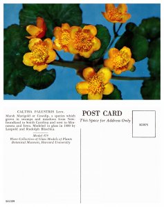 Marsh Marigold  (26629