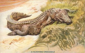 Teddy Roosevelt African Expedition Postcard Capper Series A Sleeping Crocodile