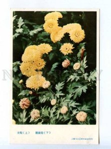 204279 CHINA chrysanthemum cliffs old postcard