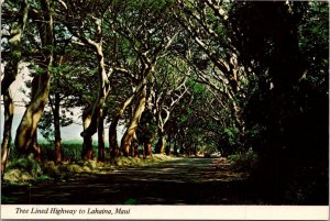 Hawaii Maui Tree Lined Highway To Lahaina