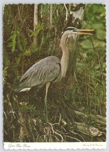 Animal~Great Blue Heron in Thick Foliage~Continental Postcard