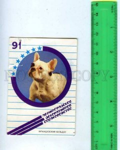 259616 USSR French Bulldog Pocket CALENDAR 1991 year