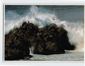 Postcard Seal Rocks As Viewed From Cliff House In San Francisco, California