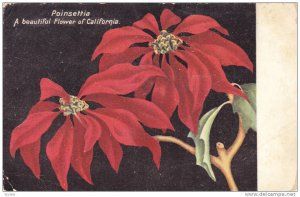 Poinsettia, A Beautiful Flower Of California, 1900-1910s