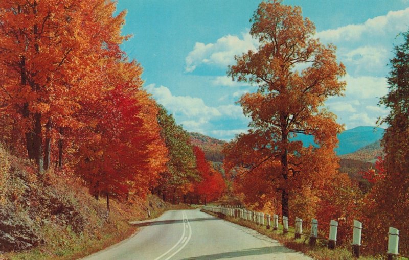 Autumn Colors Along Winding Road in Pocono Mountains, PA Postcard