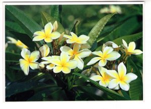 The Plumeria Flower Hawaii