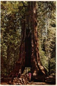 California, Calaveras Big Trees State Park