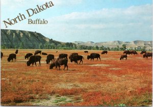 Postcard ND North Dakota Buffalo - grazing on prairie