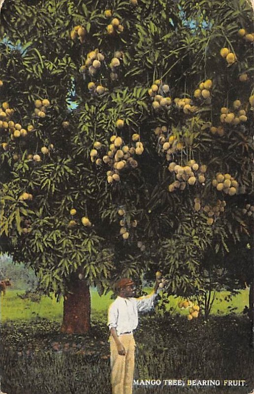 Mango Tree, Bearing Fruit Jamaica Unused 