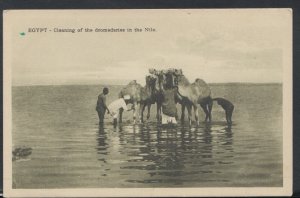 Egypt Postcard - Cleaning of The Dromedaries In The Nile      RS8668