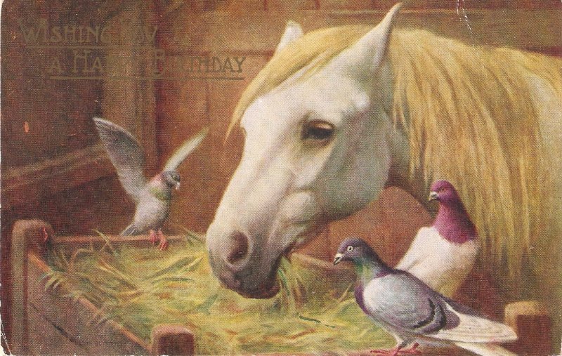 Horse and doves Nice vintage Salmon Postcard