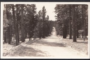 America Postcard - Thru The Pines, Forest, Jacobs Lake, Arizona   A6884