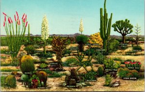 Vtg Palm Springs California CA Varieties of Desert Vegetation 1960s Postcard