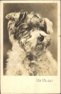 Close-up of Dog - Terrier Breed Austrian Real Photo Postcard